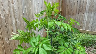 Growing Elderberry [upl. by Brita930]