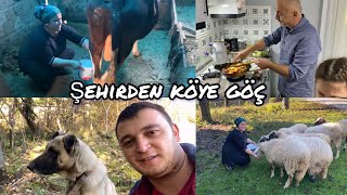 İNEK SAĞIMIŞEHİRDEN KÖYE GÖÇBABAMDAN SUCUKLU YUMURTA [upl. by Nauj]