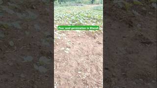 Poor seed germination in Bhendi garden gardening farming [upl. by Calv74]