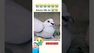 Kabutari mar gai bacche ko Dana detehue pigeon viral new short videodelhipigeonlovershort [upl. by Chyou625]