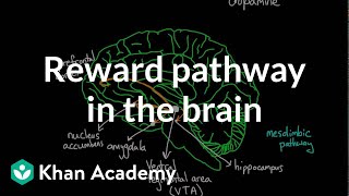 Reward pathway in the brain  Processing the Environment  MCAT  Khan Academy [upl. by Riccardo491]