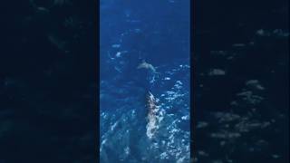 Orca EMBISTE VIOLENTAMENTE A Un Tiburón 🦈😱 [upl. by Necila44]