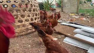 Fedding chickens Rhode Island Red backyardfarming my brother minifarm [upl. by Rabbaj379]