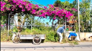 Locals Impressed as We Clean Up Ben Vua Lake Sidewalks at Historic Site – Truly Amazing Change [upl. by Carbrey]