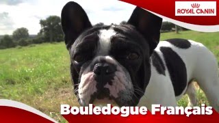 Bouledogue Français [upl. by Jolyn723]