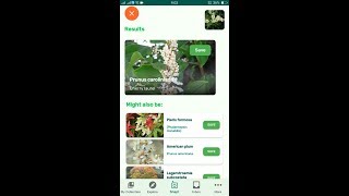 PlantSnap identifies a Cherry laurel Prunus caroliniana [upl. by Feer]