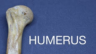 HUMERUS  GENERAL FEATURES amp ATTACHMENTS [upl. by Aeneg]