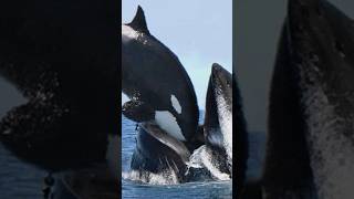 The Brutal Nature Of Orcas🤯 [upl. by Song]