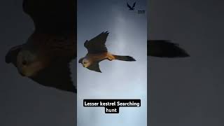 Lesser kestrel searching hunt Short videoFalconLover5 [upl. by Sugihara561]