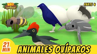 Animales Ovíparos Episodio Compilación Parte 47  Leo El Explorador Episodio  Animación [upl. by Eiramait95]