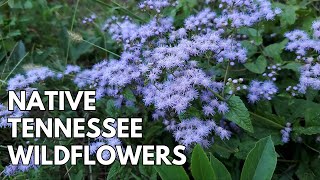 Native Fall Wildflowers in Tennessee  The Wild Side of the Garden [upl. by Netsrejk133]