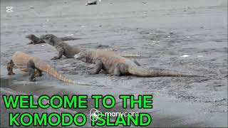 Welcome to Komodo island [upl. by Suoicserp]