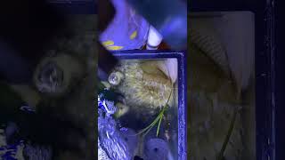 Time lapse anemone eating fish saltwateraquarium anemone nature [upl. by Aibar]