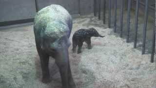 More video of the new baby elephant at the Oregon Zoo [upl. by Freda]