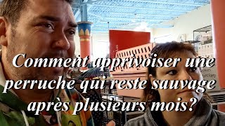 Comment apprivoiser une perruche sauvage  How to tame a wild parakeet [upl. by Gustafsson]