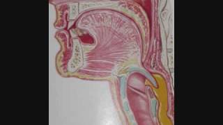 Head amp Neck Anatomy Pharynx Swallowing Bile Ducts professor fink [upl. by Bachman]