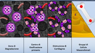 Istologia 30  Osso  Ossificazione indiretta [upl. by Phyl]