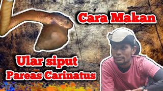 Cara Makan Ular siput  Pareas Carinatus [upl. by Lebisor144]