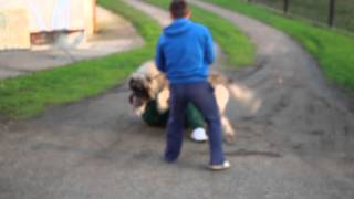 caucasianshepherdeurope KAVKASKI OVČAR Maljchik Balkan Master 22months old  attack1 [upl. by Nortna958]