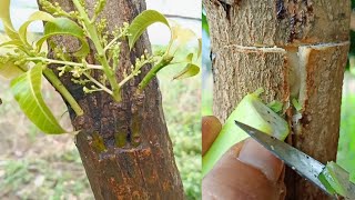 Tricks for grafting mango tree multiple very unique [upl. by Nizam]