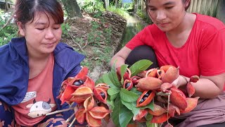 Eat yellowfleshed fruit Sterculia lanceolata [upl. by Ettevy]