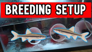 How to Breed Crappie Minnows STEP BY STEP [upl. by Nevak120]