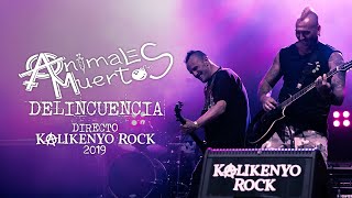 Animales Muertos  Delincuencia juvenil Directo Kalikenyo Rock 2019 [upl. by Hashimoto]