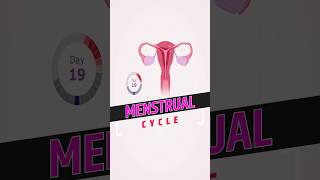 Menstrual Cycle  Female Reproductive Cycle  Phases of Menstrual Cycle shorts menstruationcycle [upl. by Innus]