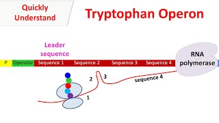 Tryptophan operon [upl. by Aimahs556]