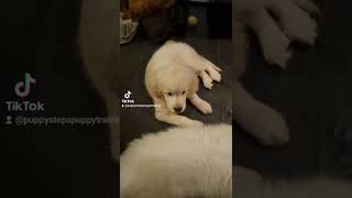 Golden Retriever pup vs Pyrenean Mountain Dog pup 🐶 🐾🐕 shorts [upl. by Pompea]