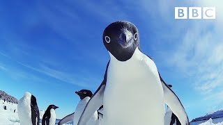 Cheeky penguins wreak havoc  Snow Chick A Penguins Tale  BBC [upl. by Chaiken]