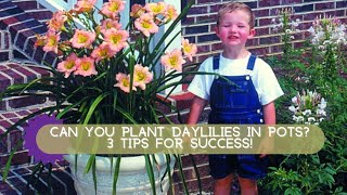 How to Grow Daylilies in Containers  Oakes Daylilies [upl. by Nhabois]