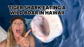 Tiger shark eating a wild boar in Hawaii [upl. by Eladnar]