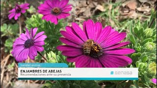 Enjambres de abejas Recomendaciones ante su presencia [upl. by Layod]