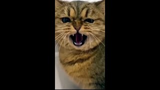 Drôles de chats funny funnyshorts funnycats foryou pourtoi drole concombre animalshorts [upl. by Eramat36]