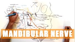 Trigeminal nerve Anatomy  The Mandibular nerve [upl. by Trueman61]