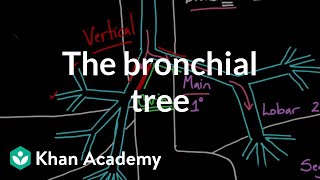 The bronchial tree  Advanced respiratory system physiology  Health amp Medicine  Khan Academy [upl. by Eidahs]