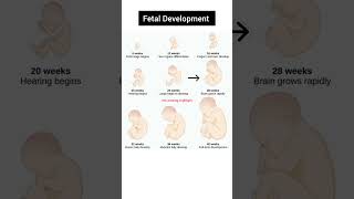 Fetal Development Week By Week  Prenatal Development embryodevelopment fetus obgynneet shorts [upl. by Atiuqam]