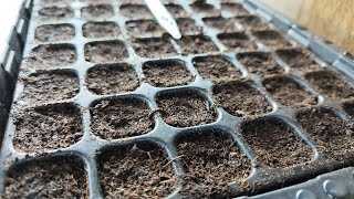 DECEMBER  Onion seeds sowing for Spring planting [upl. by Salesin]