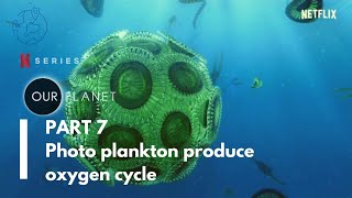 Plankton produce oxygen Cycle  The High Seas [upl. by Velasco]