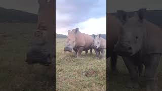 Poaching survivor Thandi grazing with calf no 5 ‼️ Zolani 🧡🦏 🎥 kariegagamereserve [upl. by Anidan]