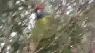 Native Birds of Tasmania Green Rosella [upl. by Lacefield]