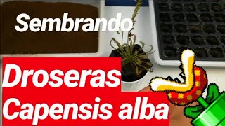 COMO SEMBRAR SEMILLAS DE DROSERA CAPENSIS ALBA PARTE 2 [upl. by Anul]