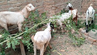 goat farming  bakri palan kaise kare  goat farming business [upl. by Melly]