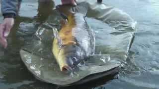 New film Big carp with Matt Hayes  brilliant action and advice [upl. by Niwdog934]