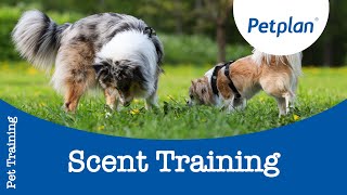 Teaching Your Dog Scent Training [upl. by Iruj]