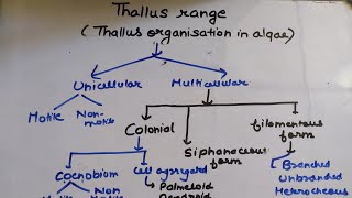 Thallus organization in algae msc [upl. by Bray804]