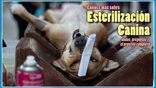 Ventajas de ESTERILIZAR a mi PERRO  proceso de ESTERILIZACIÓN completo  porque castrar a tu perro [upl. by Ative]