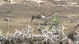 Temmincks Stint Calidris temminckii [upl. by Darin546]