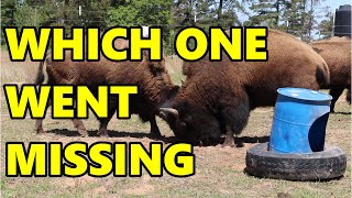 Ep 78  Found the perfect bison TOY for my bison ranch  Blackacre Ranch [upl. by Rebm365]